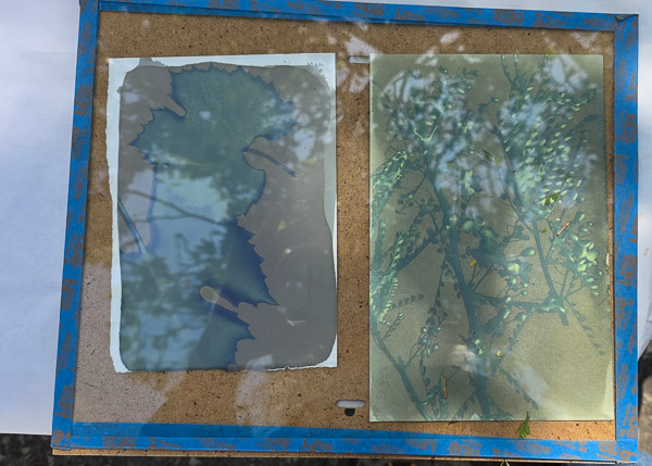 Cyanotypes